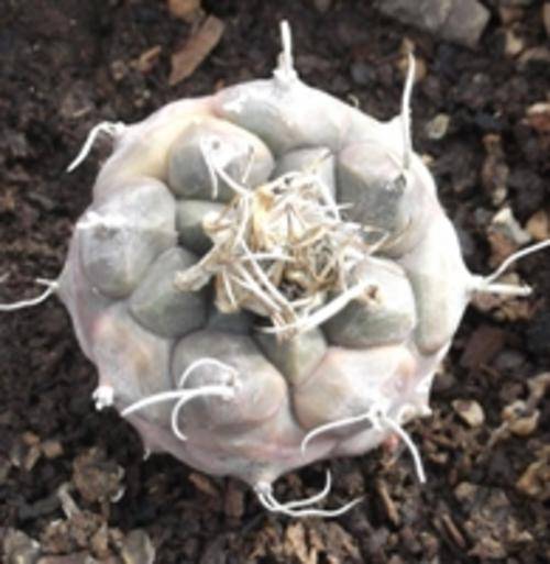 cactus. turbinicarpus, 3 - 4 cm