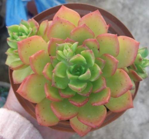 xsedeveria
