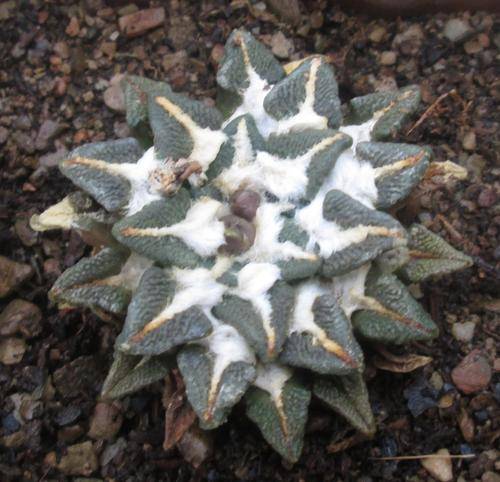 ariocarpus kotschoubeyanus