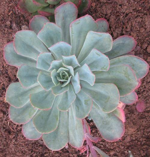 echeveria toffee apple