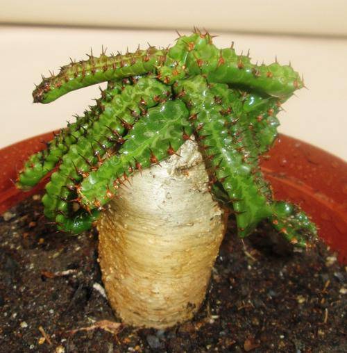 euphorbia stellata