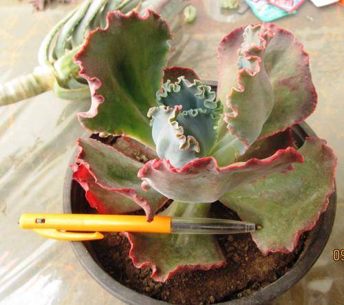 echeveria mauna loa