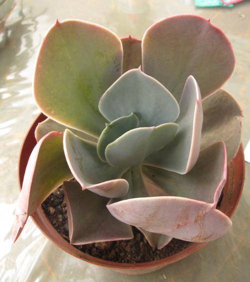 echeveria peru