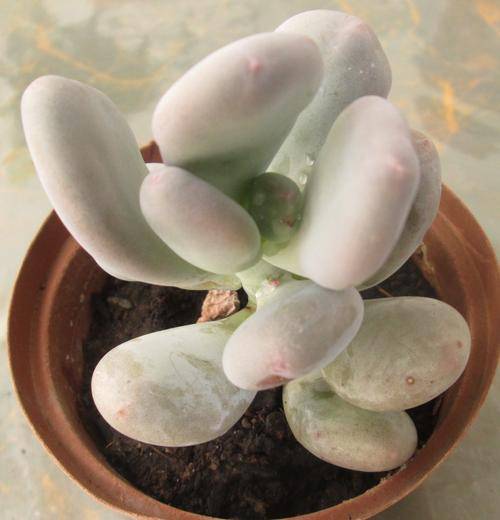 succulent moon stones