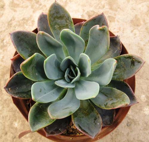 echeveria blue prince