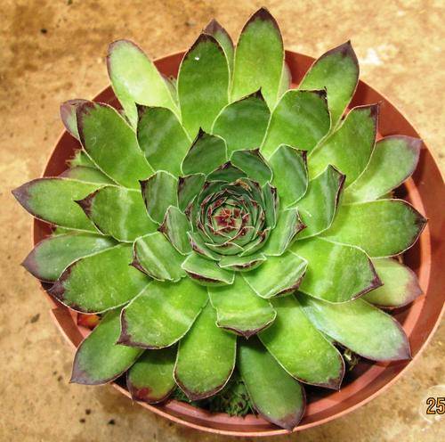 sempervivum, big form