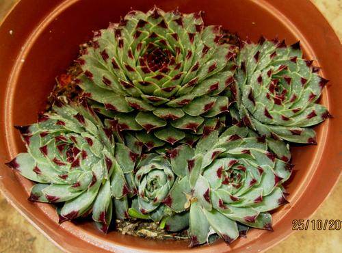 sempervivum cluster (5 plants)