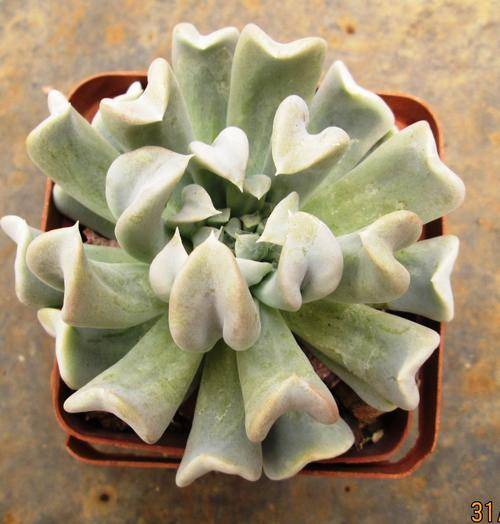 echeveria runyoni topsy turvy
