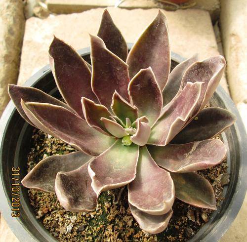 echeveria alfed graff