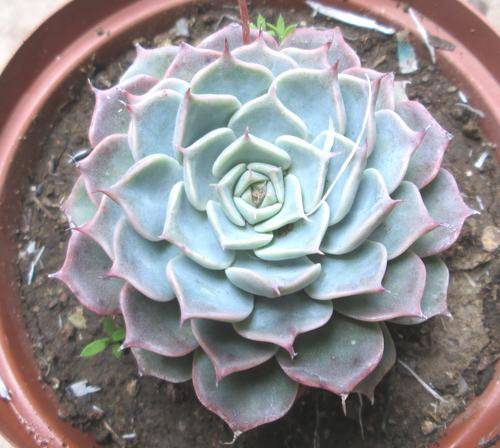 echeveria halbingi (minature)