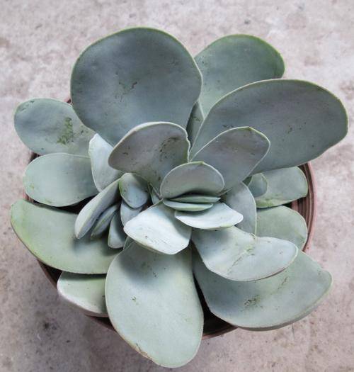 crassula
