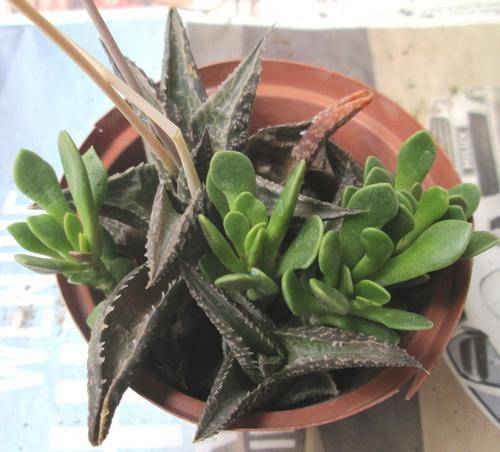 haworthia 2 plants