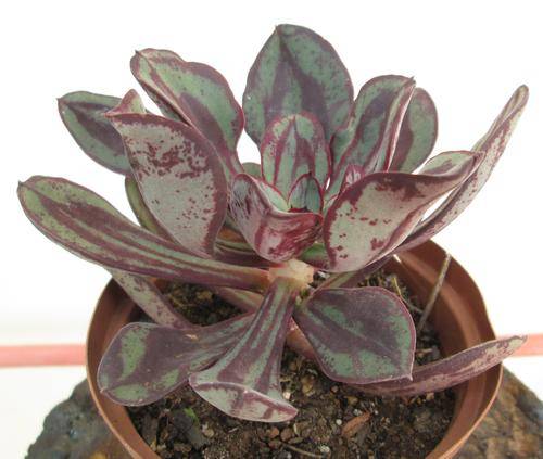 echeveria nodulosa