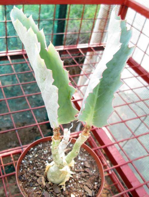 cyphostemma