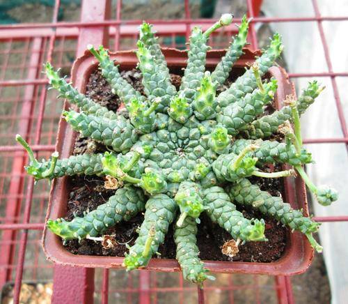 euphorbia gorgonis