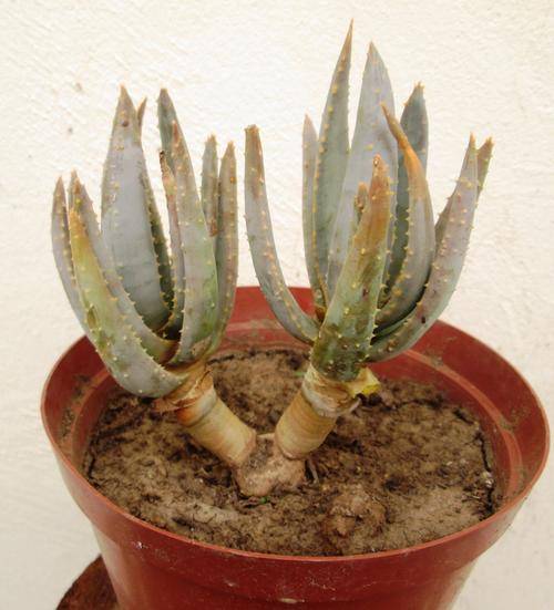 aloe ramossisima