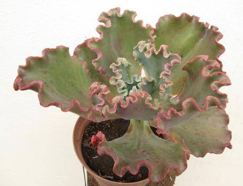 echeveria mauna loa