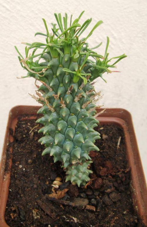 euphorbia