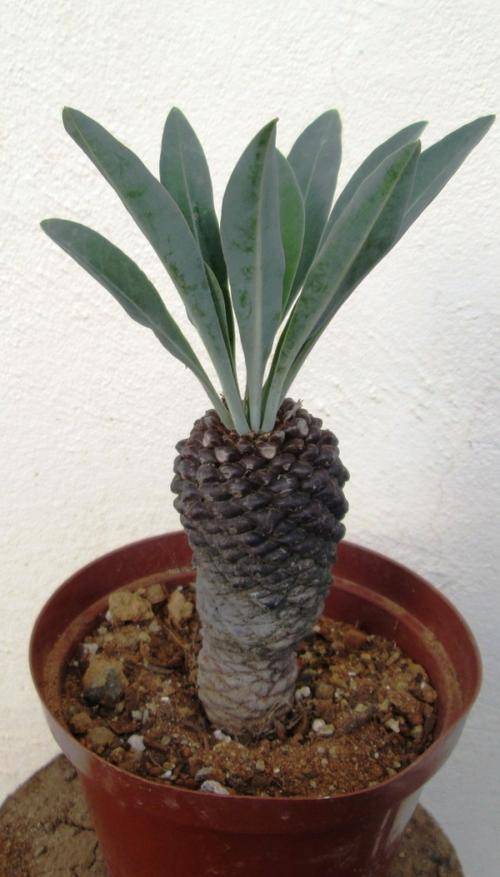 euphorbia bupleurifolia