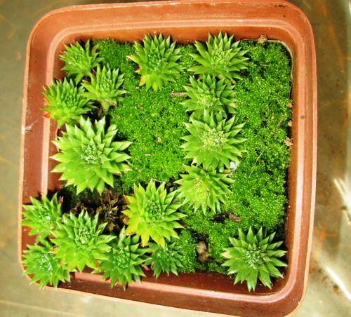 sempervivum minature