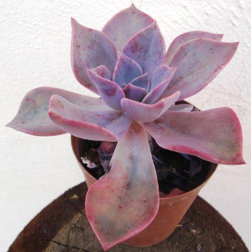 Echeveria (pretty & pink)