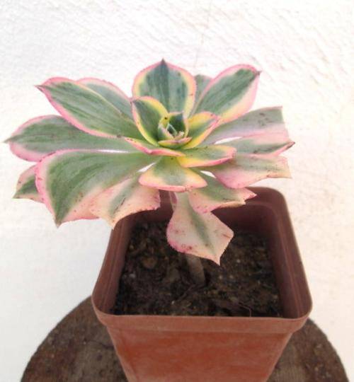 Aeonium Sunburst