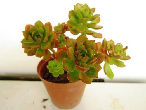 Sedeveria Letitia (echeveria x sedum)