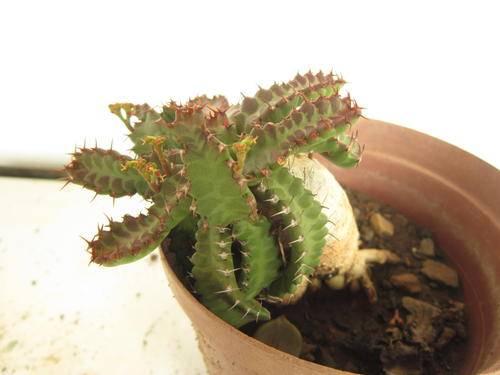 Euphorbia Stellata