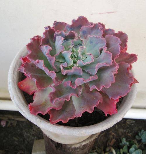 echeveria blue curls