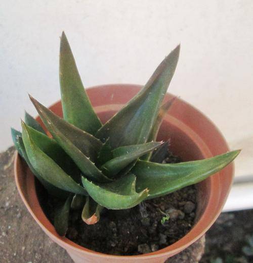 haworthia