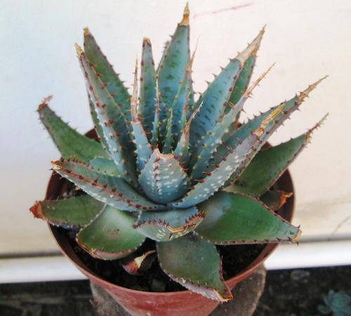aloe pratensis