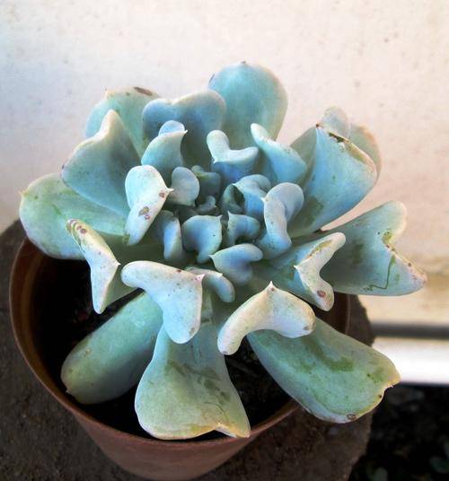 echeveria topsy turvy