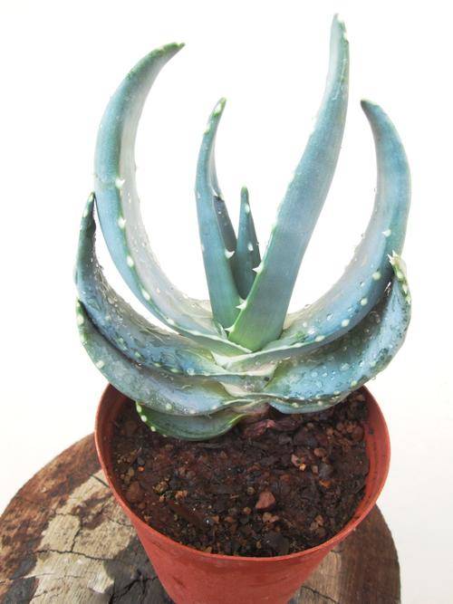 Aloe