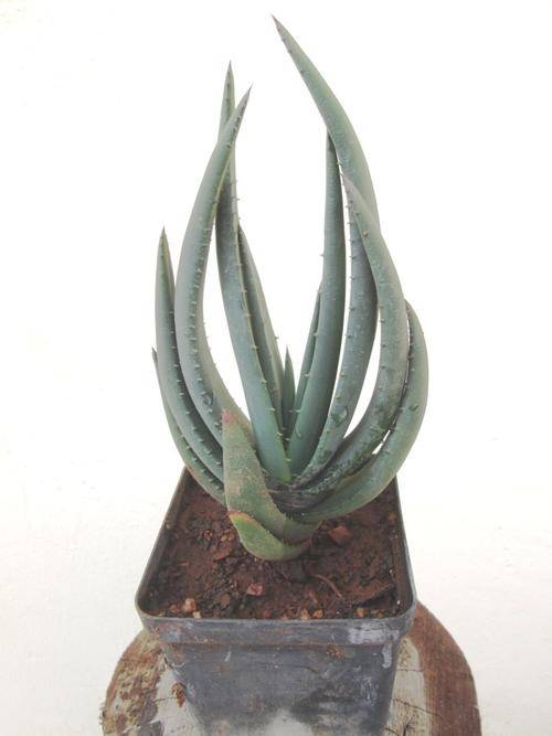 Aloe