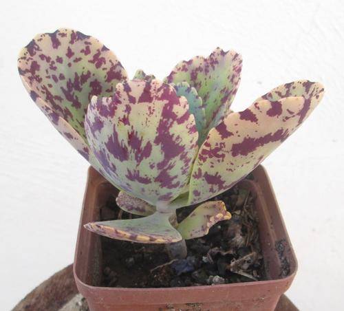 kalanchoe marmorata