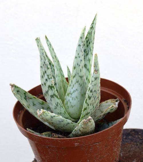 aloe quick silver (minature)