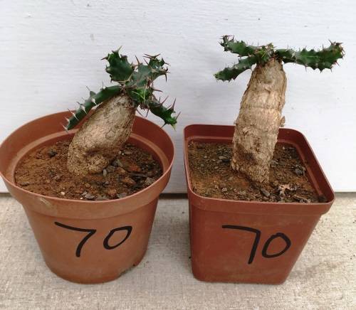 euphorbia  stellata