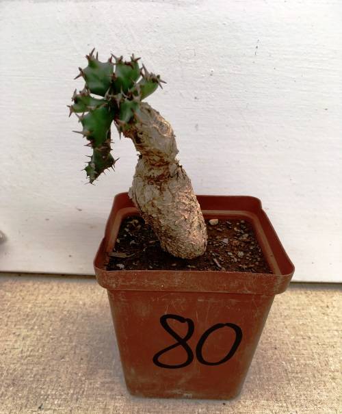 euphorbia squarrosa