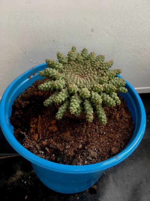 Euphorbia gorgonis