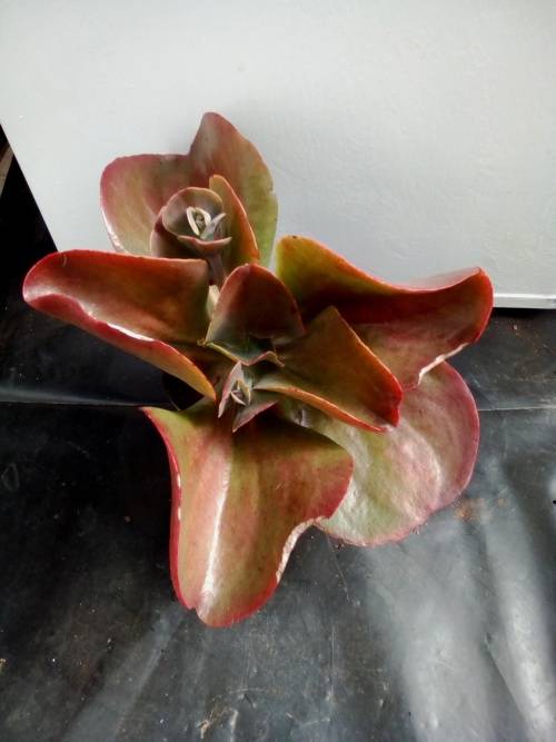 Echeveria 1