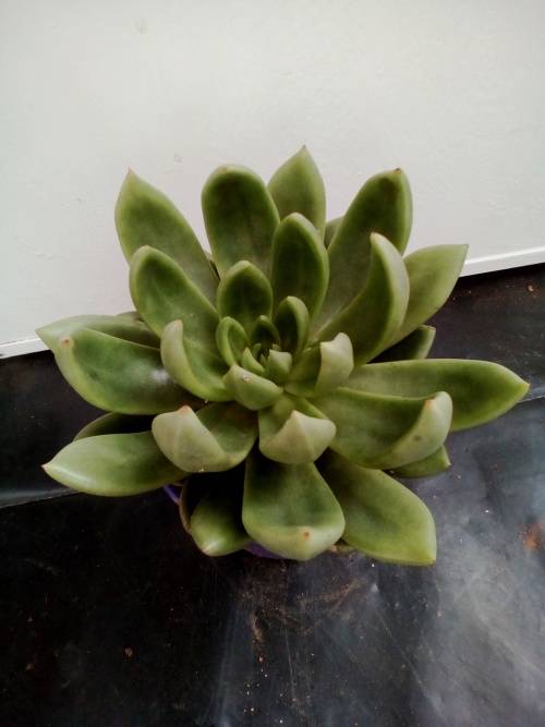 Echeveria 5