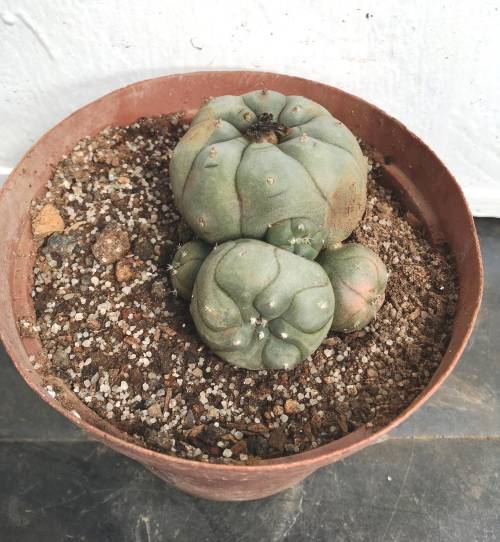 lophophora williamsii