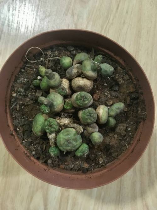 euphorbia globosa
