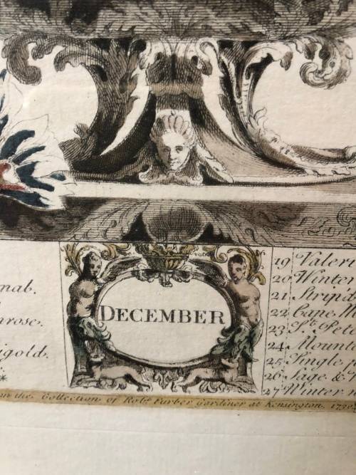 WOW !!! BEAUTIFUL ROB FURBER (1674~1756) "12 MONTHS OF FLOWERS" DECEMBER ENGRAVING ~ FRAMED