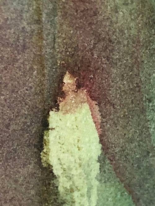 STUNNING FRAMED WATERCOLOR STILL LIFE OF FLOWERS "COSMOS" BY MAGGIE #1