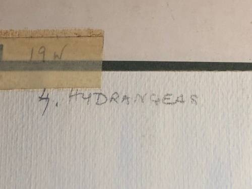 GERALDINE GULSTON (SA 20th CENTURY) LARGE UNFRAMED WATERCOLOUR PAINTING `HYDRANGEAS`