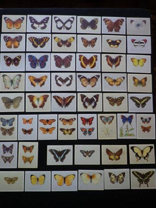 UNITED TOBACCO COS CIGARETTE CARDS - PARTIAL SET(50 OF 52) "SA BUTTERFLIES"