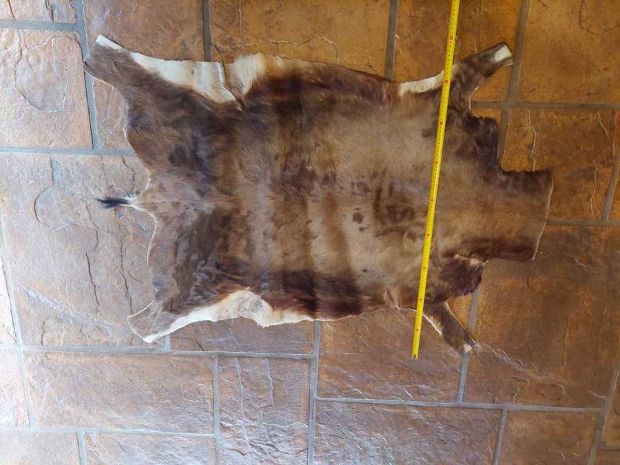 Animal Skins x 4 - KUDU - WILDEBEES - BLESBOK X 2