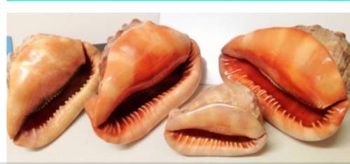 Sea Shell kg2.252 4 RED CASSIS BULL MOUTH HELMET SHELL
