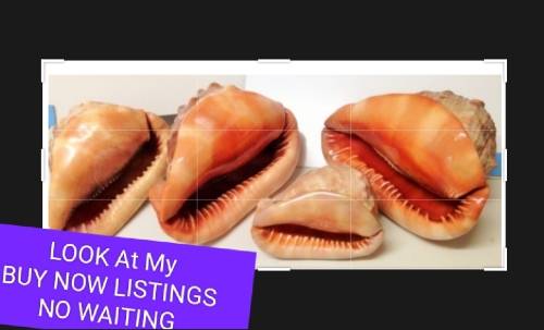 Sea Shell kg2.252 4 RED CASSIS BULL MOUTH HELMET SHELL